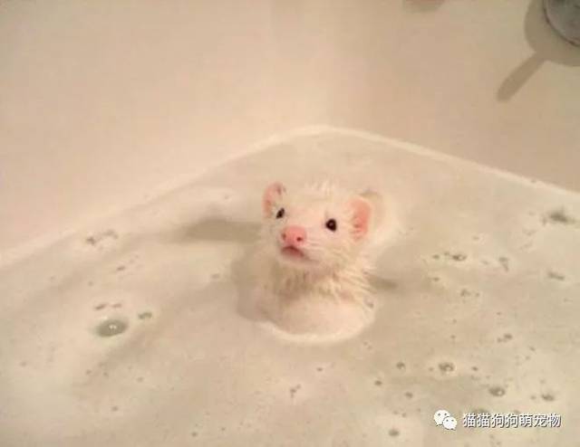 动物洗澡图片