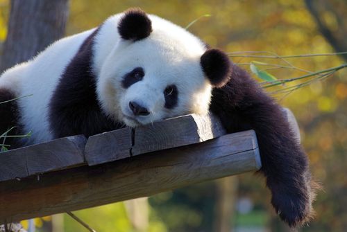 大熊猫图片可爱图片