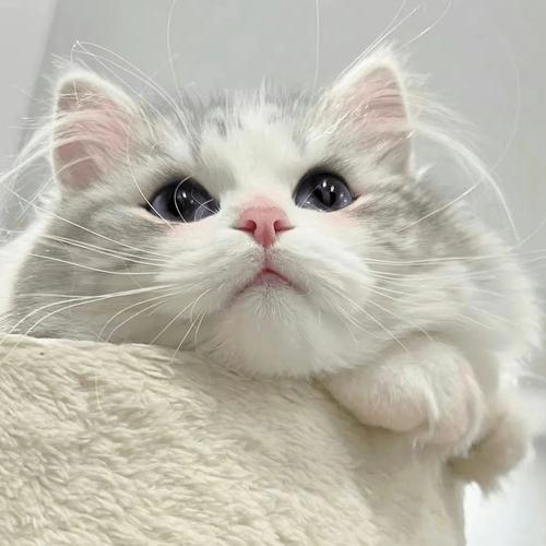 小奶猫图片可爱卖萌头像