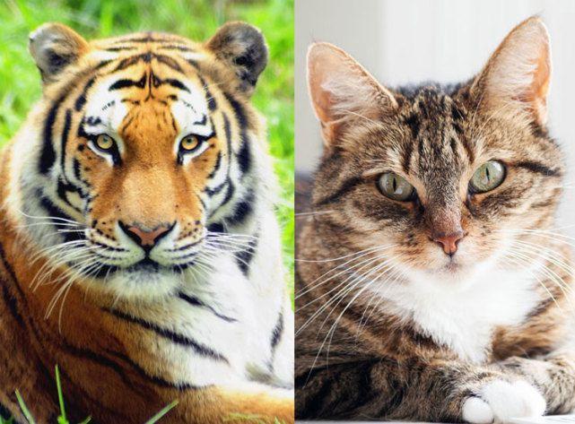 40种猫科动物图片