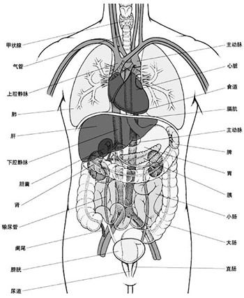 人的身体结构图