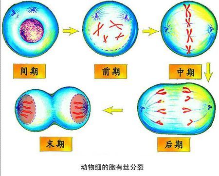 动物细胞有丝的过程图