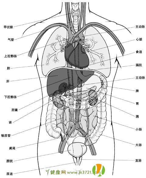 身体构造结构图器官图