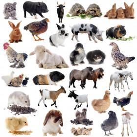 20000种动物图片