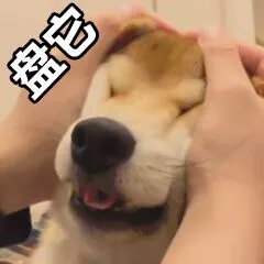 盘他表情包图片