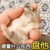 盘他表情包图片