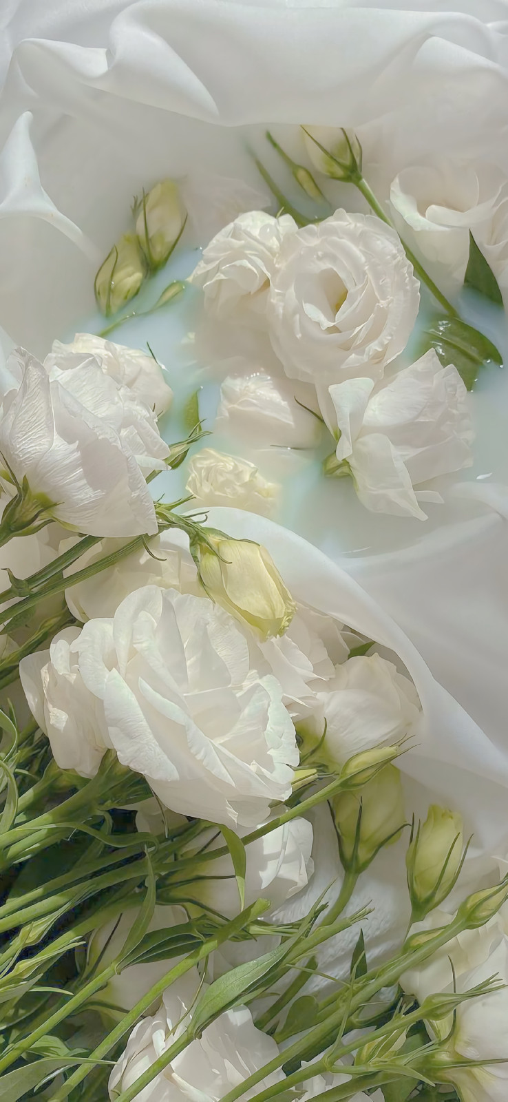 白色花朵壁纸图片精选|2022会有鲜花有浪漫